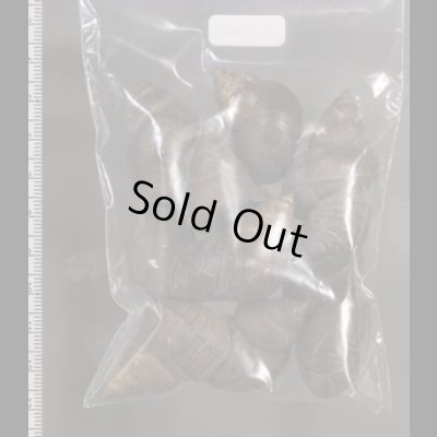 画像2: シャムタニシ