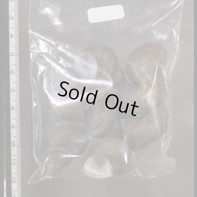 画像2: シャムタニシ