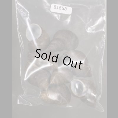 画像1: シャムタニシ