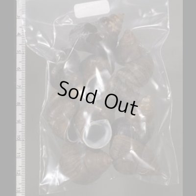 画像2: シャムタニシ