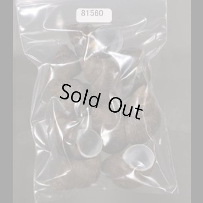 画像1: シャムタニシ