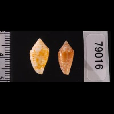 マガタマイモ Conus jaspideusfig.2