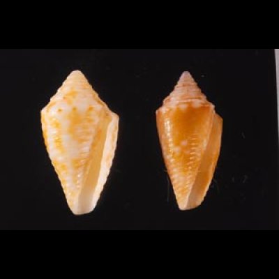 マガタマイモ Conus jaspideusfig.1