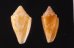 マガタマイモ Conus jaspideusfig.1