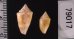 マガタマイモ Conus jaspideusfig.2