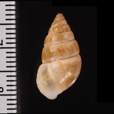 カルッチョトウガタマイマイ (仮称) Naesiotus carlucioifig.2