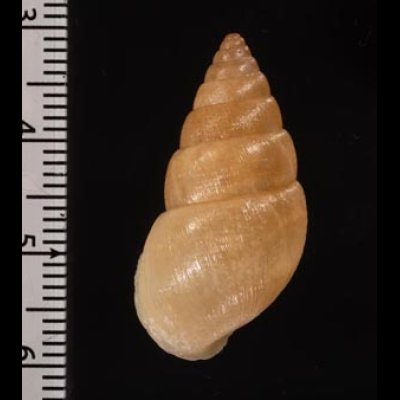 カルッチョトウガタマイマイ (仮称) Naesiotus carlucioifig.2