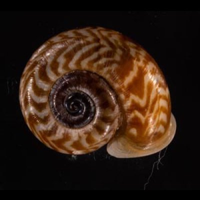 ミンダイクチヒレアツブタ Cyclophorus mindaiensisfig.1