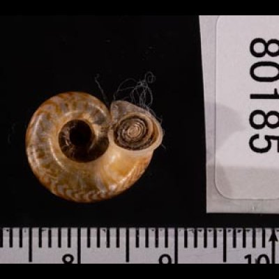ミンダイクチヒレアツブタ Cyclophorus mindaiensisfig.3