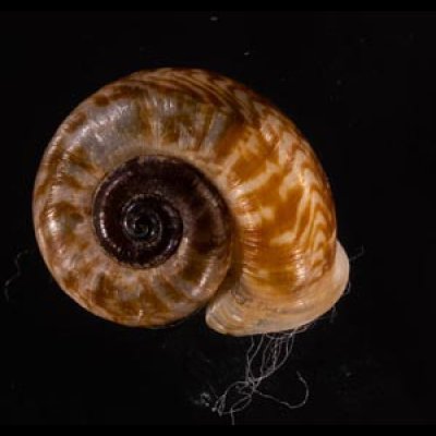 ミンダイクチヒレアツブタ Cyclophorus mindaiensisfig.1