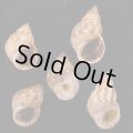 キイロウズラタマキビ  SALE!