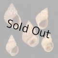 キイロウズラタマキビ  SALE!