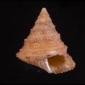 Calliostoma hernandezi アンゴラエビス