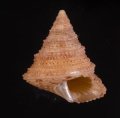 Calliostoma hernandezi アンゴラエビス