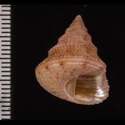 アンゴラエビス Calliostoma hernandezifig.2