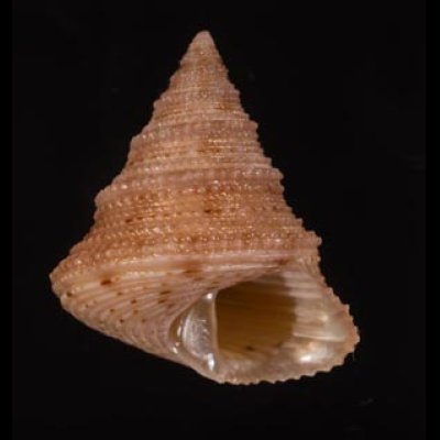 アンゴラエビス Calliostoma hernandezifig.1