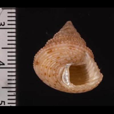 アンゴラエビス Calliostoma hernandezifig.2