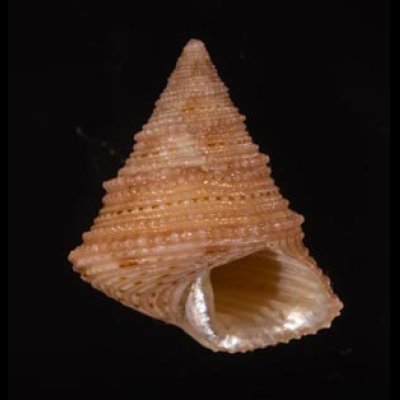 アンゴラエビス Calliostoma hernandezifig.1