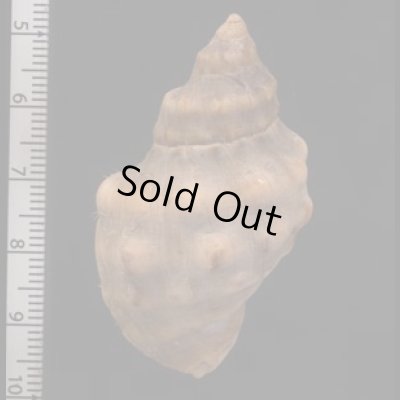 アフリカレイシ Mancinella capensisfig.2