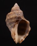 Mancinella capensis アフリカレイシ