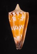 クラビアカシマミナシ (仮称)