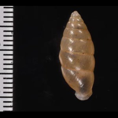 ラヨーンホソマイマイ (仮称) Pseudobuliminus siamensisfig.2