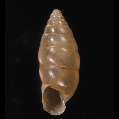 ラヨーンホソマイマイ (仮称) Pseudobuliminus siamensisfig.1