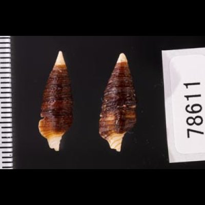 タテガミハラブトシャジク Turridrupa jubatafig.2