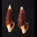 タテガミハラブトシャジク