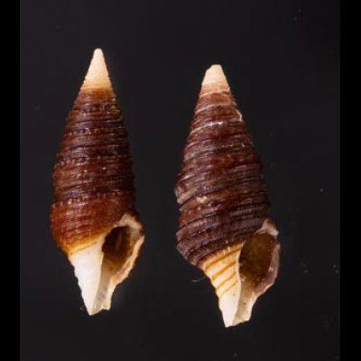 タテガミハラブトシャジク Turridrupa jubatafig.1