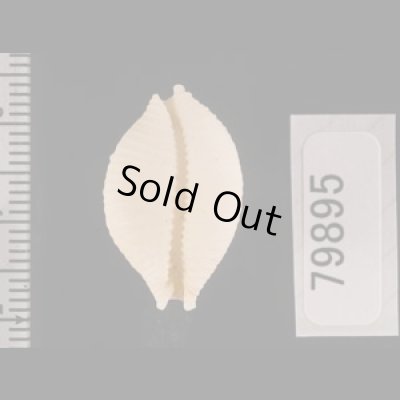 アフリカイボダカラ Staphylaea nucleus madagascariensisfig.2