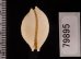 アフリカイボダカラ Staphylaea nucleus madagascariensisfig.2