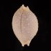 アフリカイボダカラ Staphylaea nucleus madagascariensisfig.1