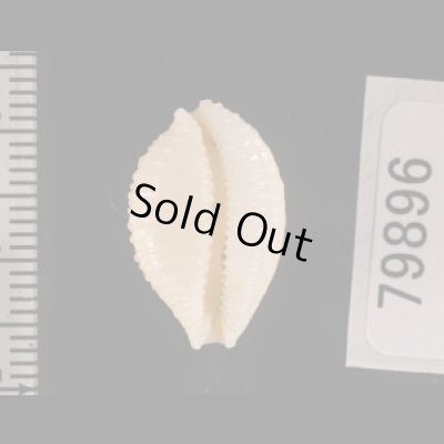 アフリカイボダカラ Staphylaea nucleus madagascariensisfig.2