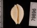 アフリカイボダカラ Staphylaea nucleus madagascariensisfig.2