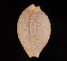 アフリカイボダカラ Staphylaea nucleus madagascariensisfig.1