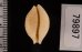 アフリカイボダカラ Staphylaea nucleus madagascariensisfig.2