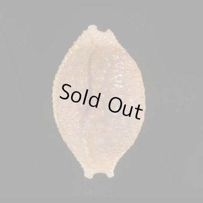 アフリカイボダカラ Staphylaea nucleus madagascariensisfig.1