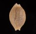 アフリカイボダカラ Staphylaea nucleus madagascariensisfig.1