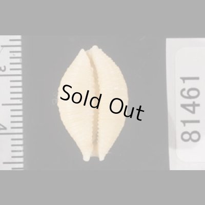 画像2: アフリカイボダカラ