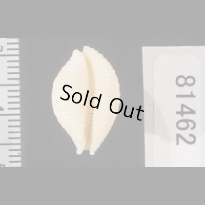 画像2: アフリカイボダカラ