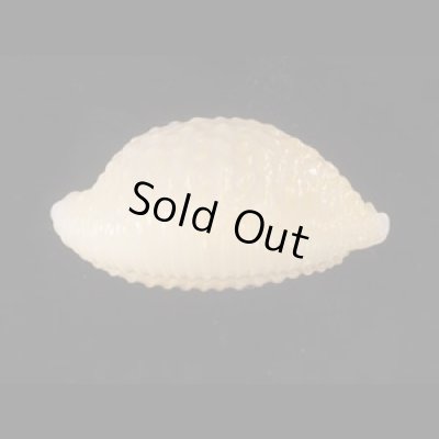 画像3: アフリカイボダカラ