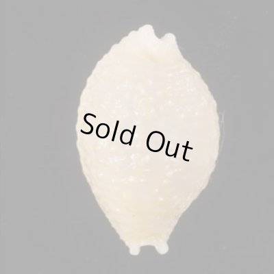 画像1: アフリカイボダカラ