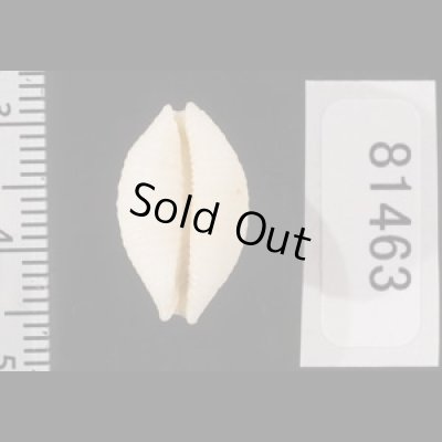 画像2: アフリカイボダカラ