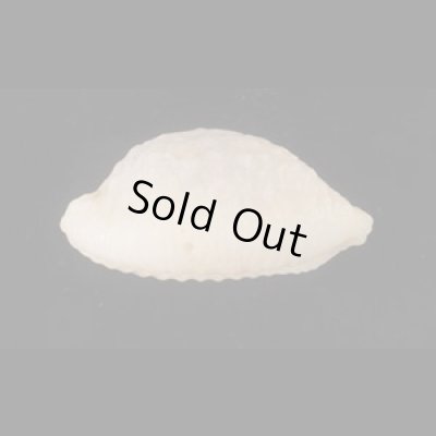 画像3: アフリカイボダカラ