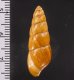 ボカージュタケノコ (仮称) Bocageia clavafig.2