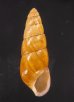 ボカージュタケノコ (仮称) Bocageia clavafig.1