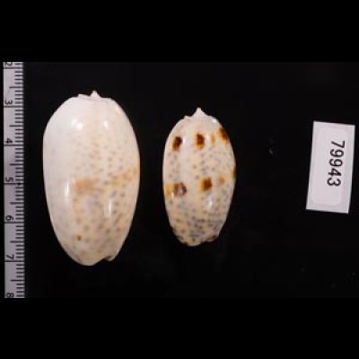 フタオビセキトリマクラ Oliva bulbosa bicingulata var.fig.2