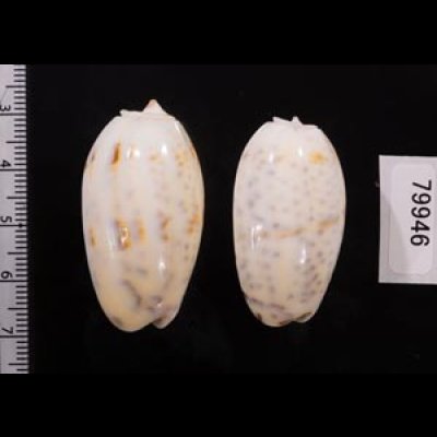 フタオビセキトリマクラ Oliva bulbosa bicingulata var.fig.2