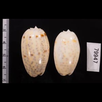 フタオビセキトリマクラ Oliva bulbosa bicingulata var.fig.2